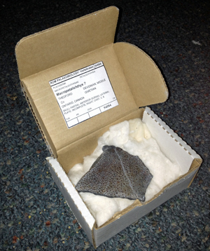 Blair Batty fossil specimen box